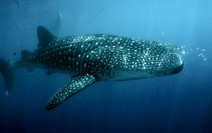 North Sulawesi-2018-DSC04068_rc- Whale shark - Requin baleine